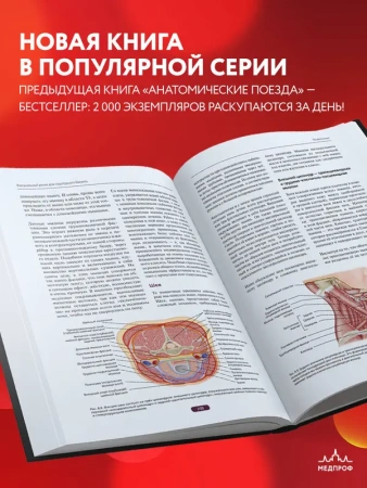 Фасциальный релиз для структурного баланса
